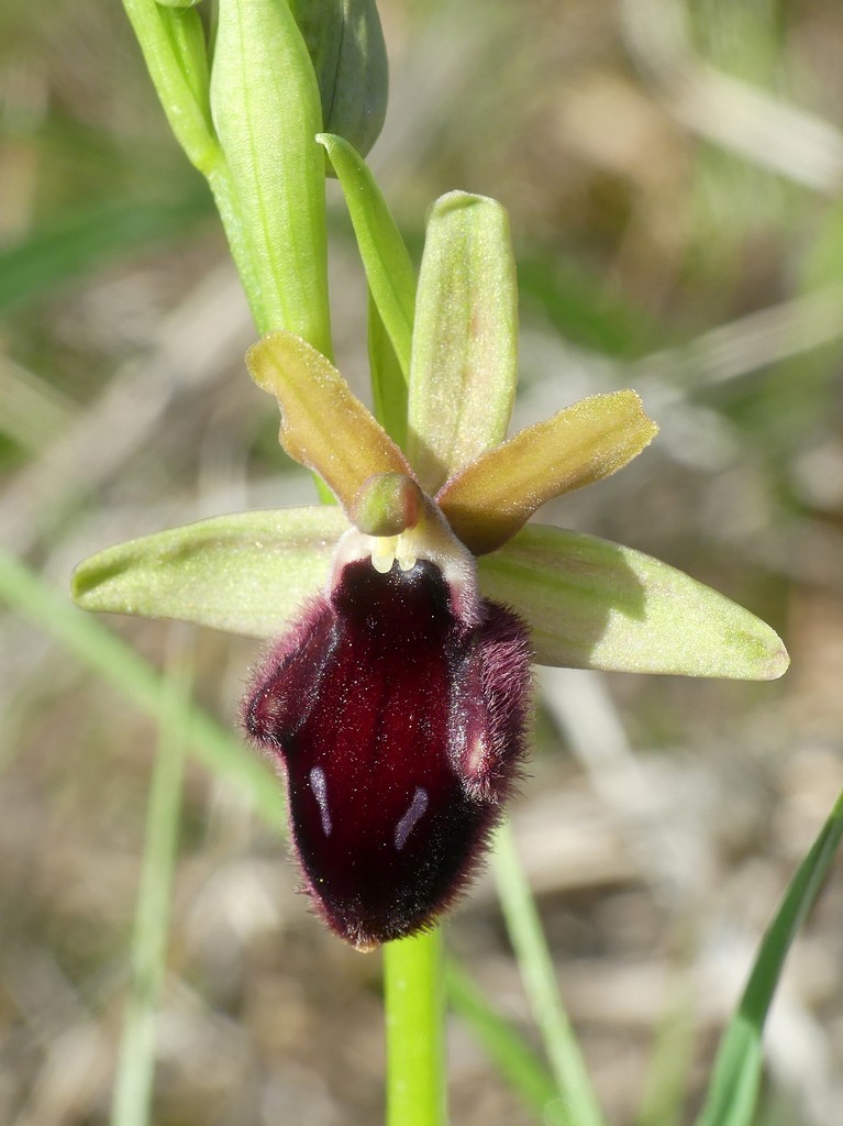 Ophrys promontorii e forme variabili  Lazio e Abruzzo aprile e maggio 2018